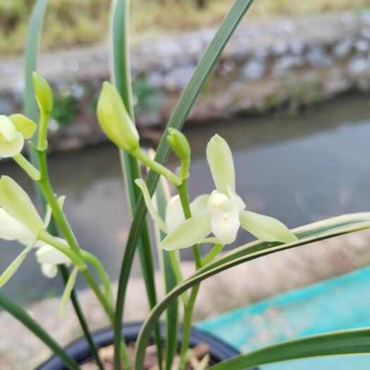 翁源县建兰铁骨锦旗少量批发