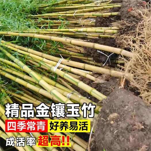 沭阳县耐寒金镶玉竹假值竹子苗地苗金镶玉竹子苗杯苗