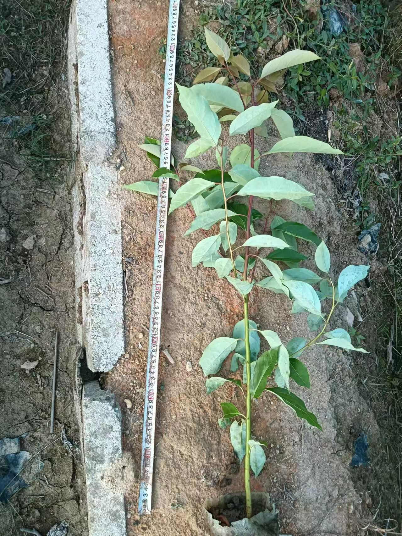 【苗圃直发】香樟杯苗，量大价优，基地直供，大批量现货