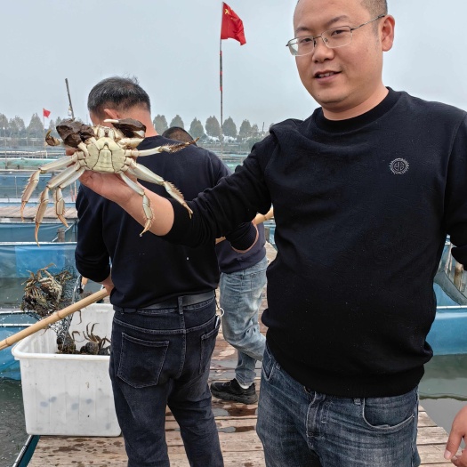 洪湖市湖北洪湖清水 大闸蟹 青壳白底 规格齐全 支持混批 塘口直供