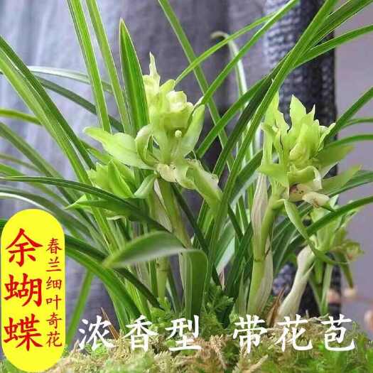 翁源县春兰余蝴蝶3-5苗1棵部分带花苞花剑