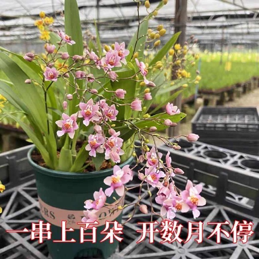文心兰梦香带花剑少量批发