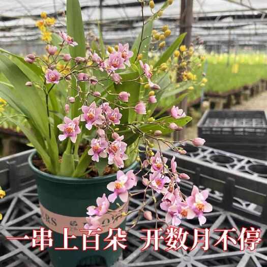 翁源县文心兰梦香带花剑少量批发