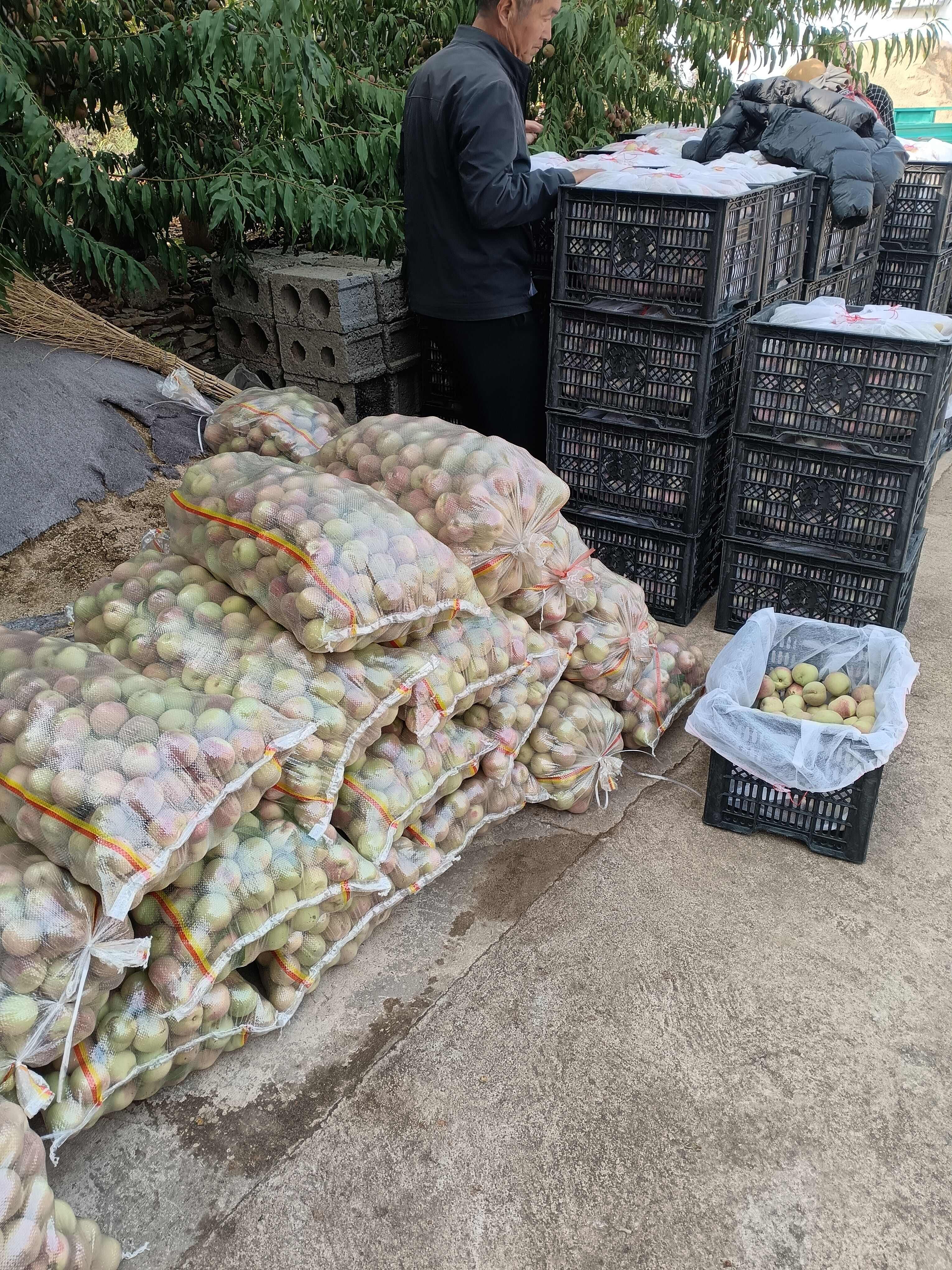 山东冬桃脆甜，市场好货，赶集货，代发车放心购买合作共赢