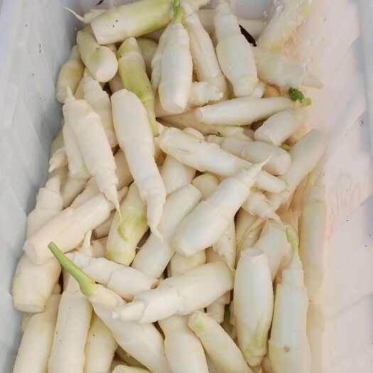 潢川县茭白