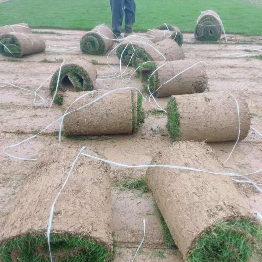 郴州二号 中华结缕草 郴州草皮基地直销耐寒耐旱耐踩踏价格实惠