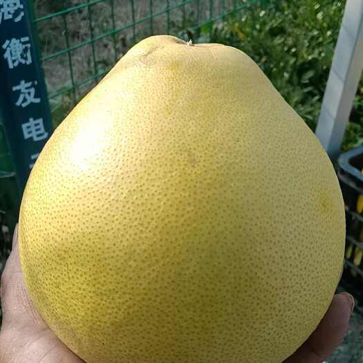 洪江市纯正冰糖柚