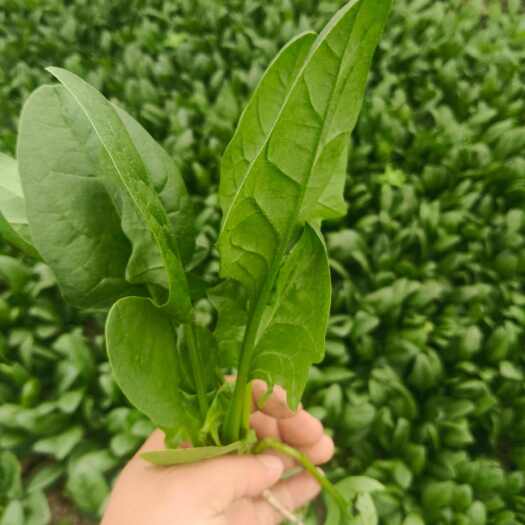南通精品菠菜