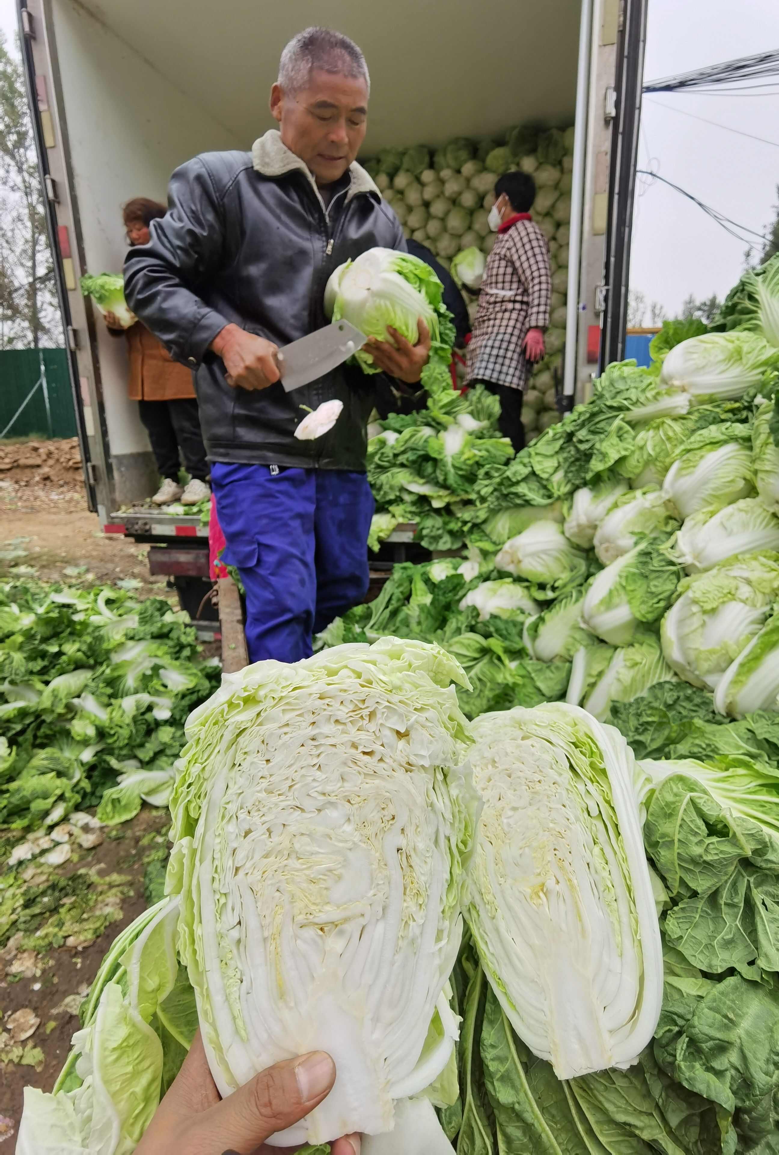 河南通许精品夏阳白白菜净菜大量供商超电商