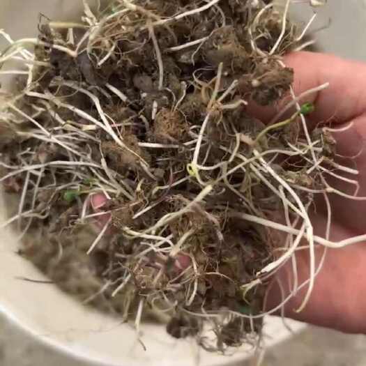 桃江县湖南野生猫爪草苗现货供应商