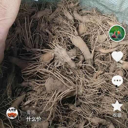 缙云县出售种苗，干货都可以