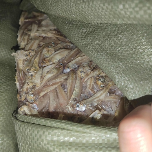 杞县白帆鱼，小公鱼