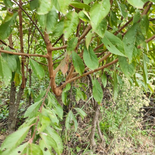 苍溪县四川苍溪李子树苗 ，九月脆，晚熟，自花授粉，产量高 自产直销