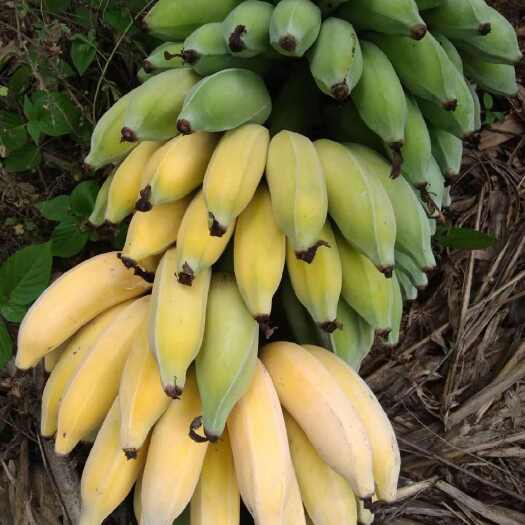 陆良县芭蕉，没打用药