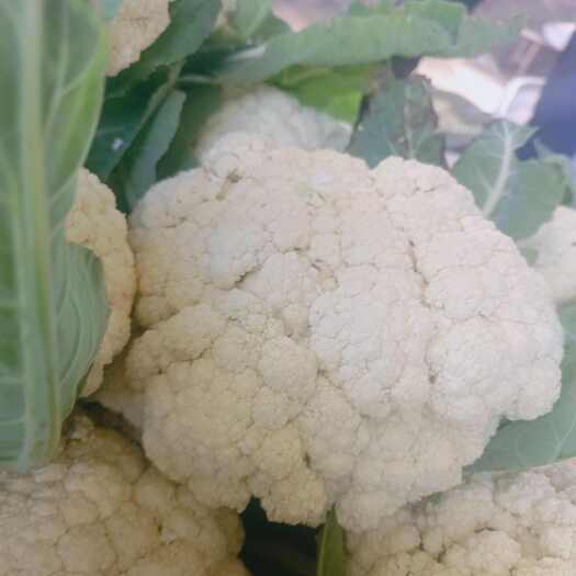 天门市70天松花菜