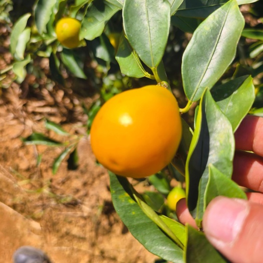 柳州脆蜜金桔