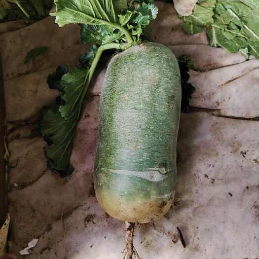 大连水果萝卜