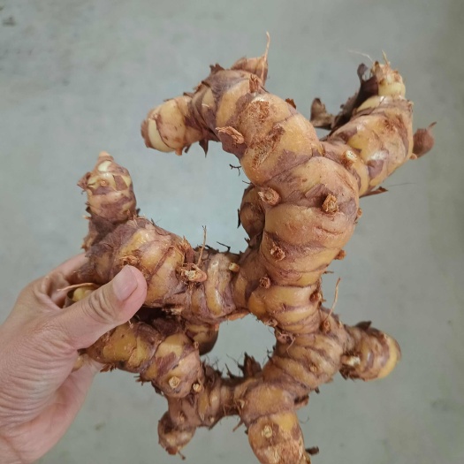 容县产地直供南姜