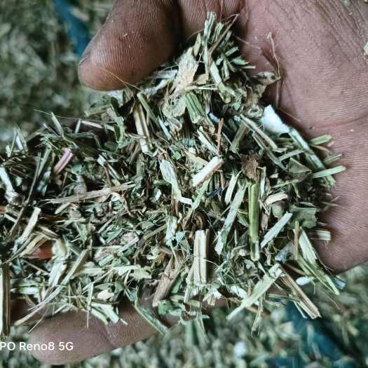 开封花生秧