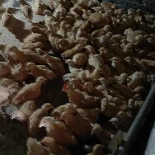 梅州自家土鸡土鸭（胡须阉鸡）从小放养。自配饲料，说吃谷都是假的。