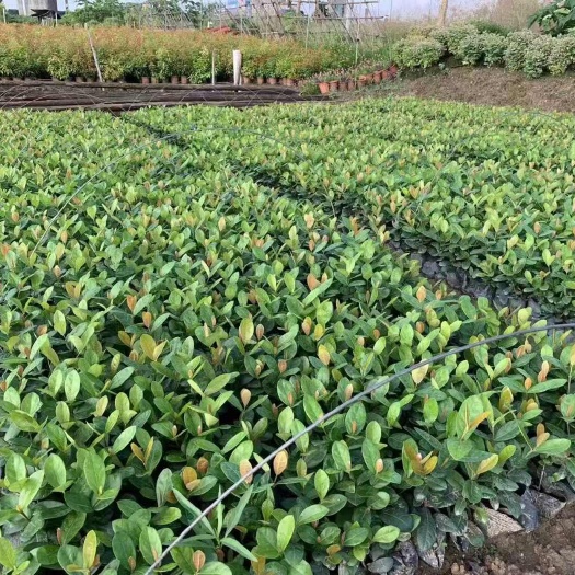 惠州龙船花杯苗