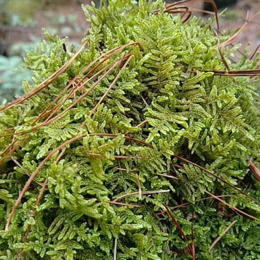 普定县青苔藓 小灰 大灰