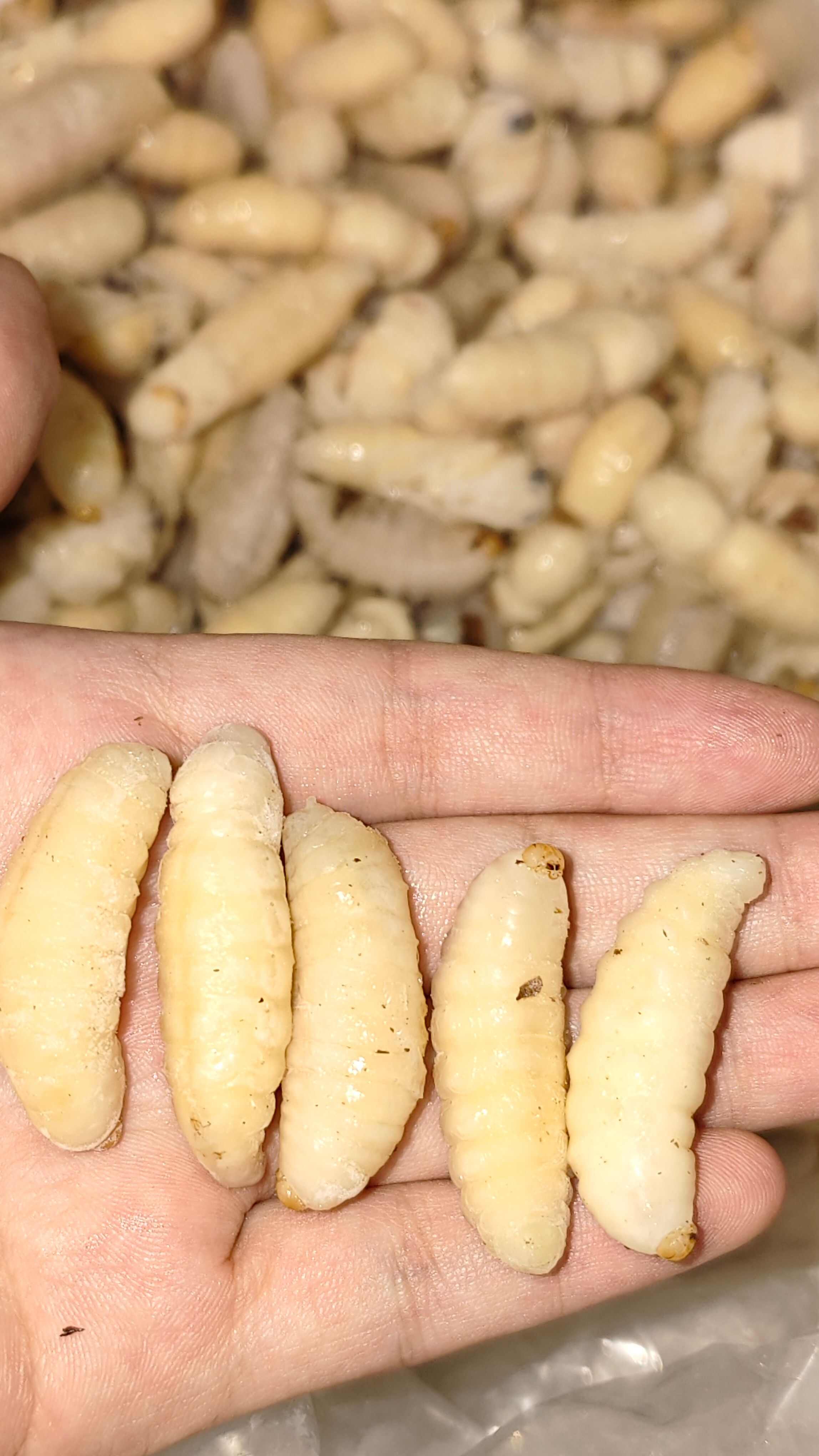 虎头蜂，冰冻蜂蛹一级，顺丰24小时内到货