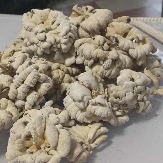 遵义白参菌干货