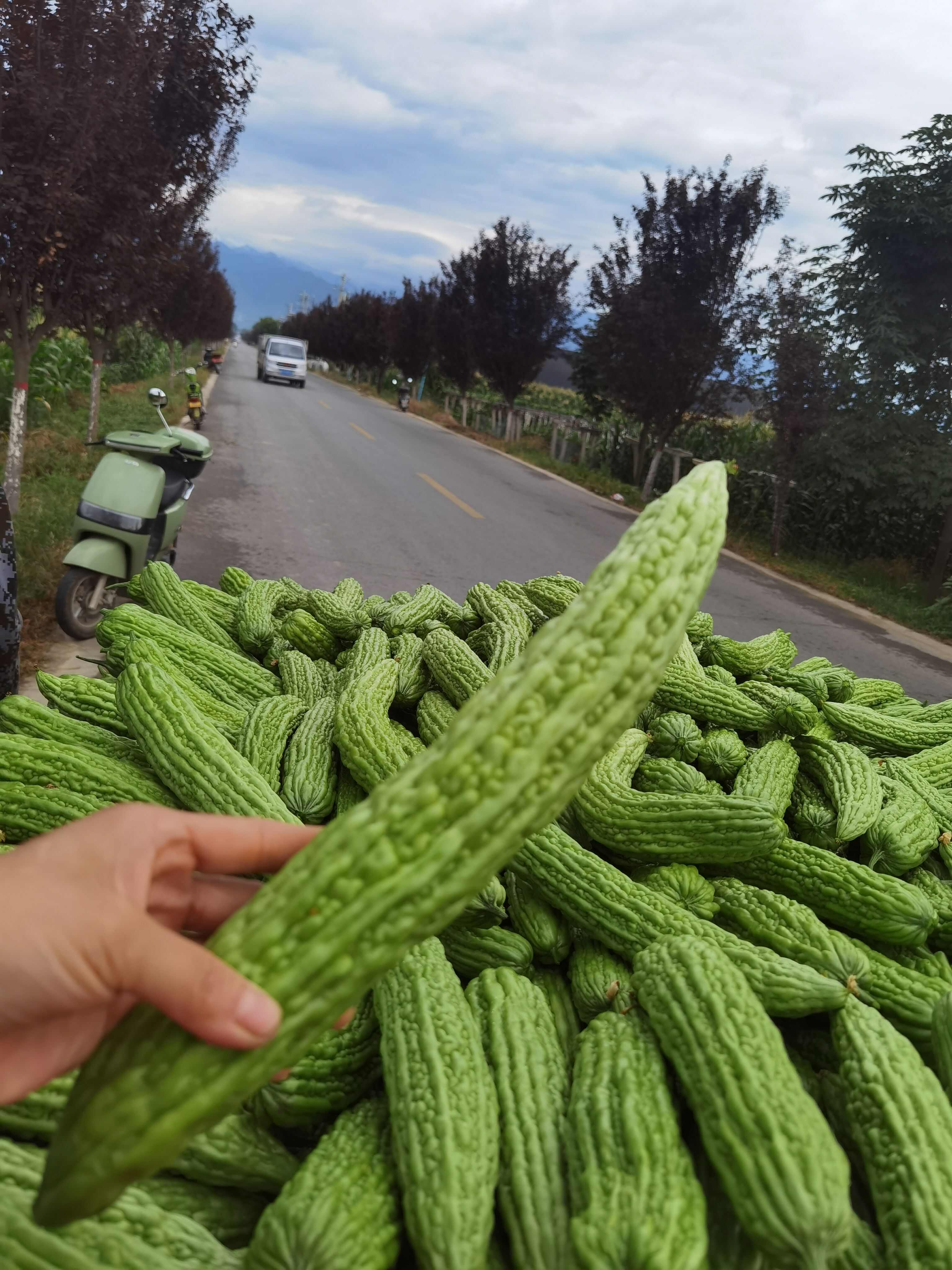 新鲜佛手瓜 陕西省西安市周至县直发