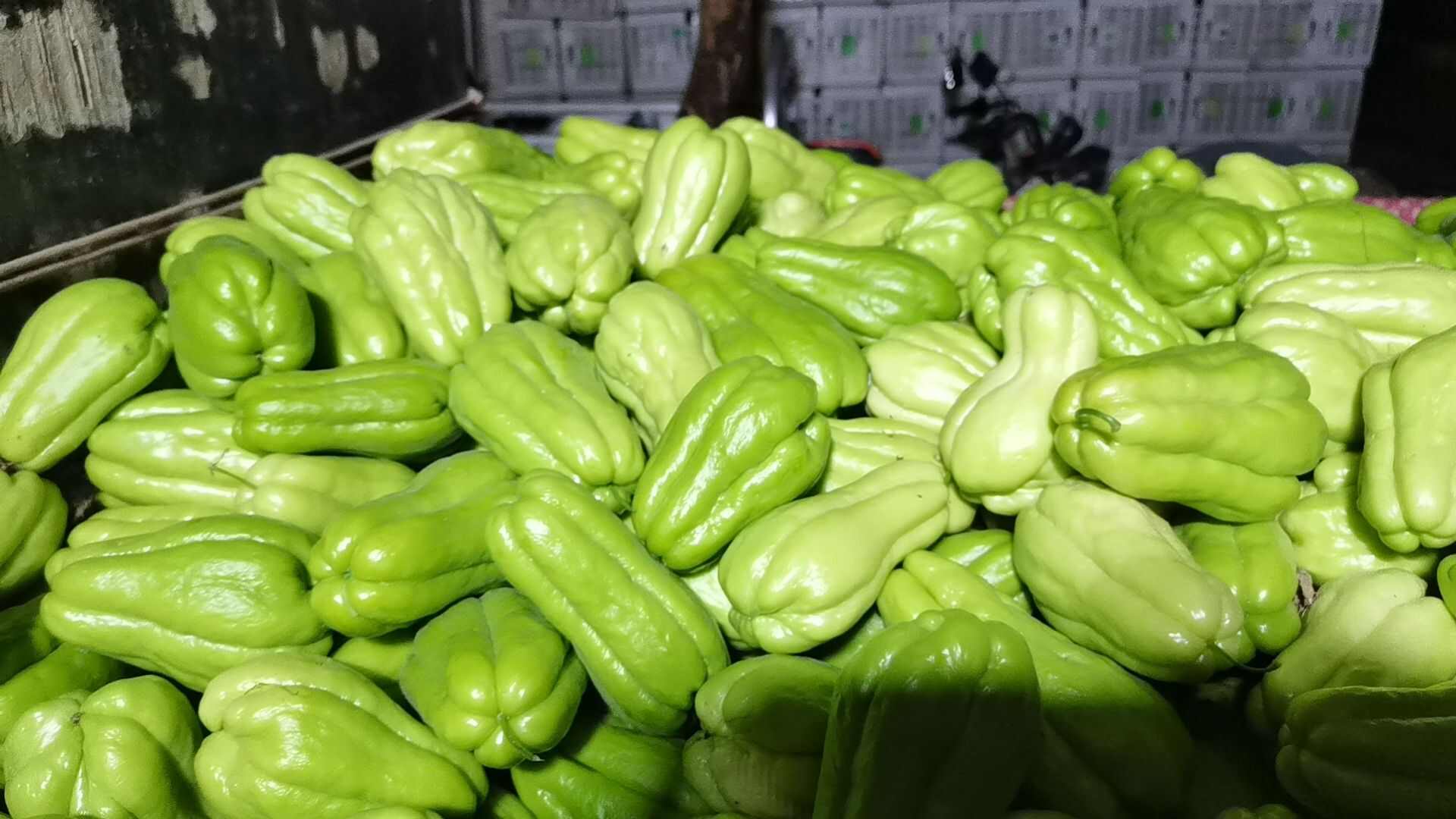 新鲜佛手瓜 陕西省西安市周至县直发