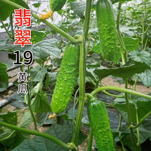 沭阳县翡翠19旱黄瓜种子水果黄瓜籽种青瓜四季水果蔬菜种籽子春秋播