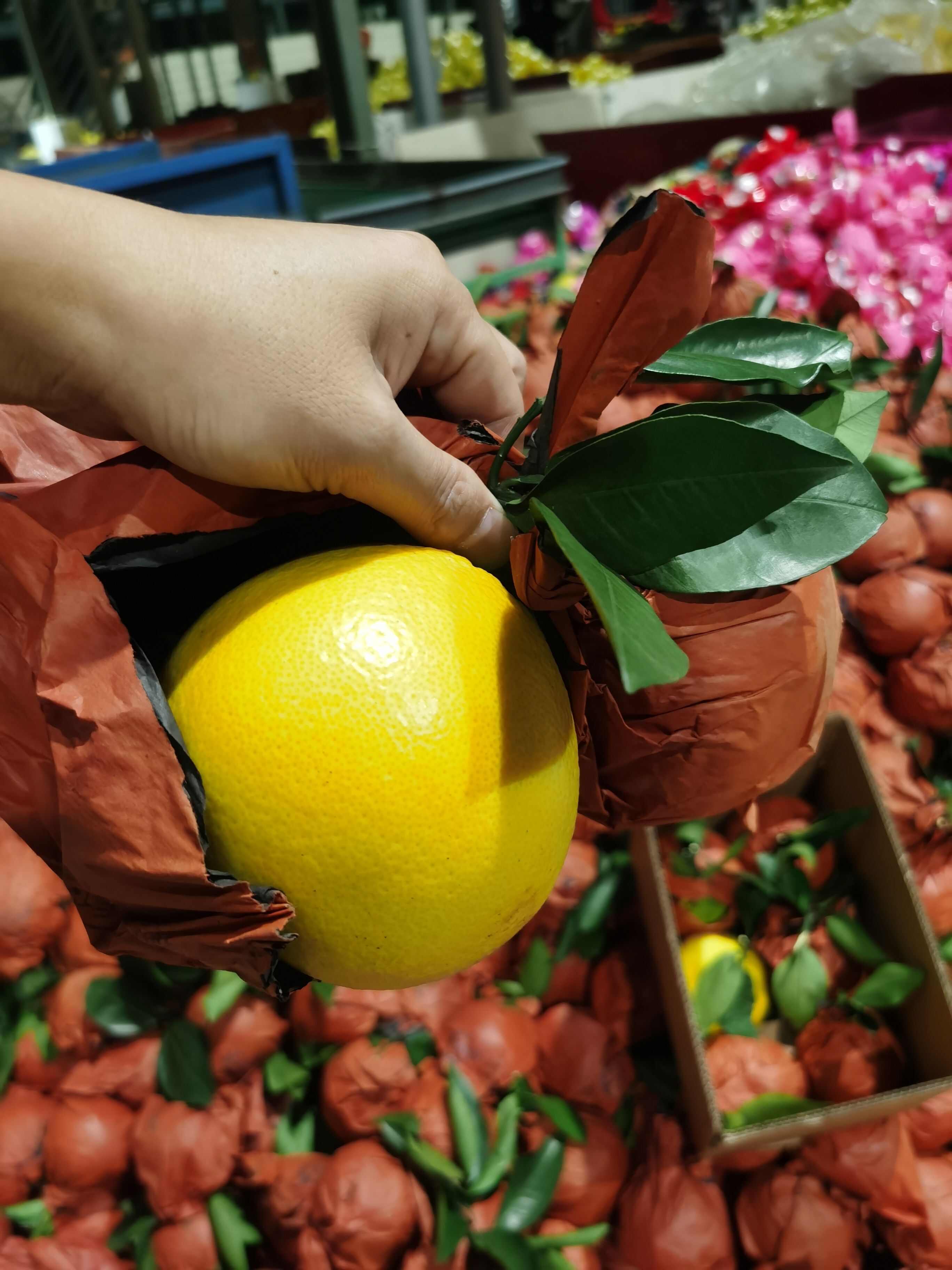 福建平和葡萄柚，产地直发，价格美丽