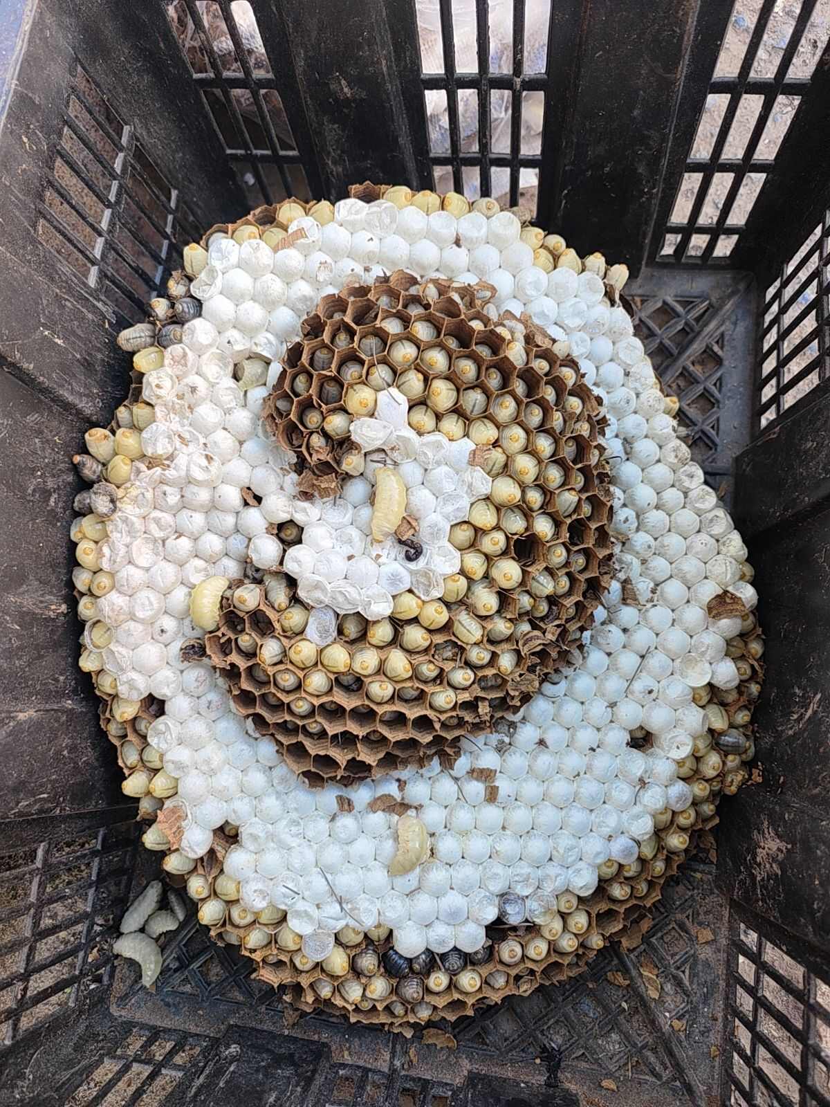 虎头蜂，冰冻蜂蛹一级，顺丰24小时内到货