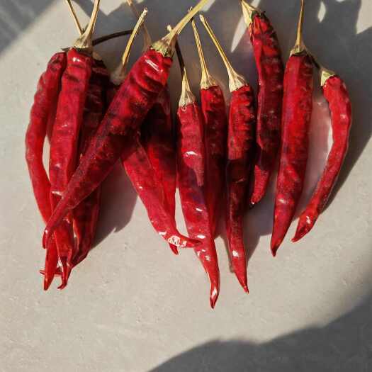 杭锦后旗干辣椒 朝天椒，