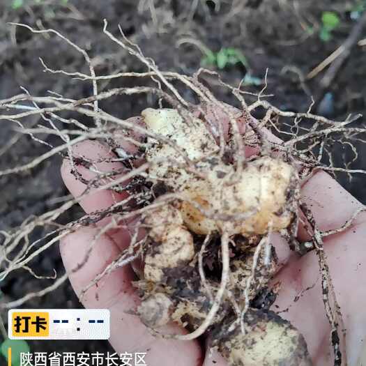 西安多花倒苗甜黄精苗