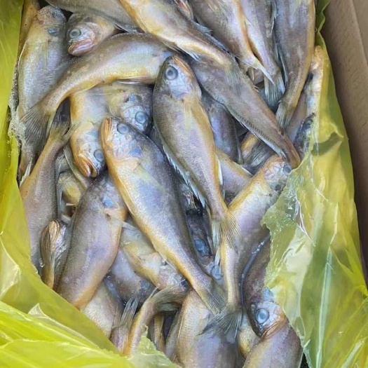 烟台黄花鱼