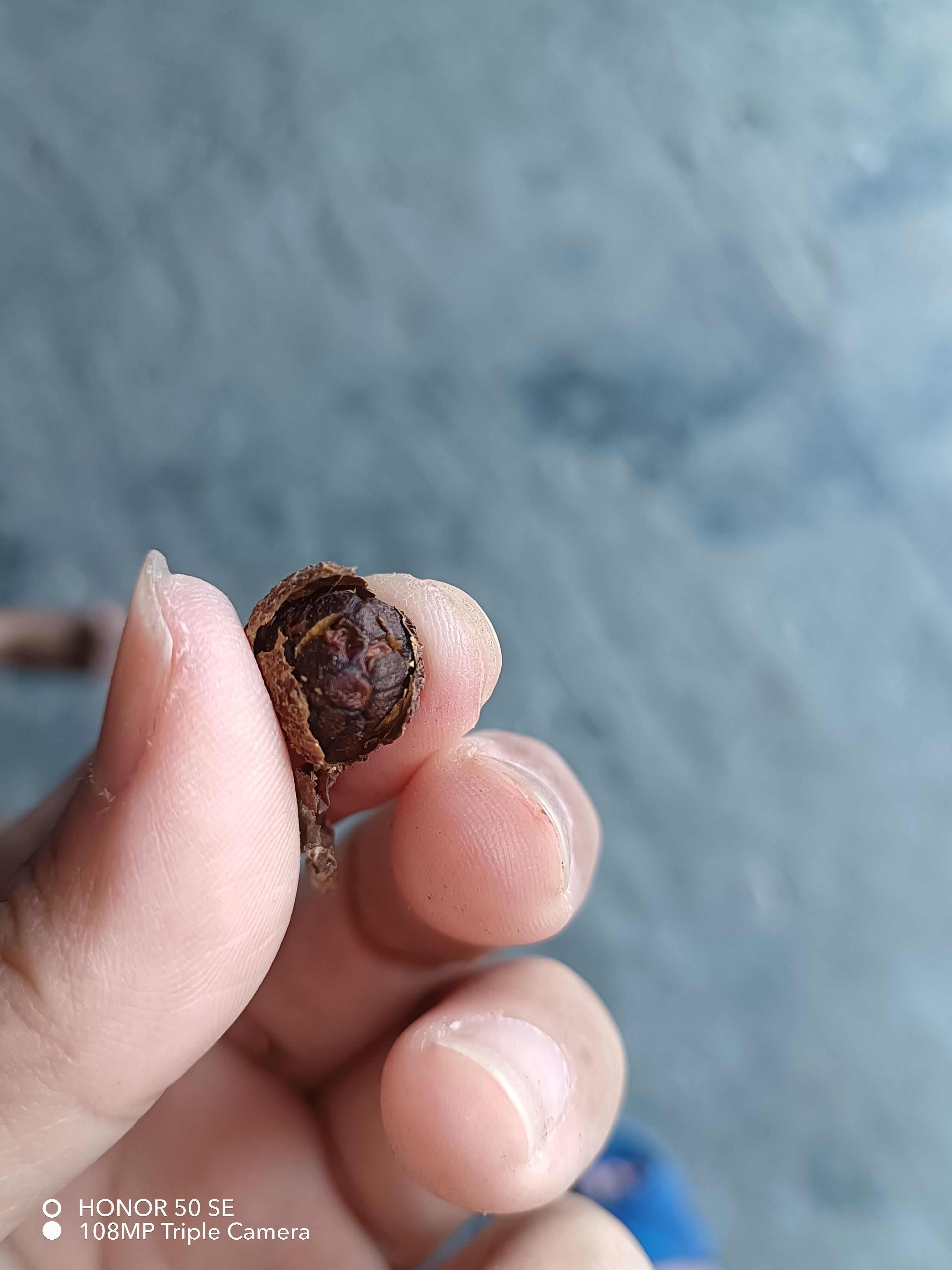 阳春黄苗子春砂仁，古法烘焙，剂，香气浓郁，数量有限