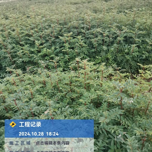 鲁甸县大红袍花椒袋装苗