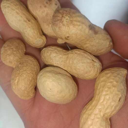临沭县自家种植带壳花生，颗颗大粒，品质保证，口感香脆