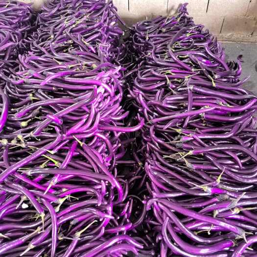 厦门福建线茄大量上市 量足  一手货源 产地代收代发