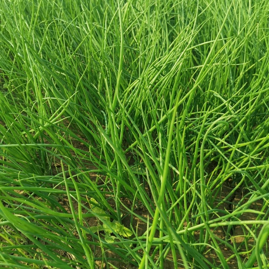 阳谷县山东二红半高桩洋葱苗大量上市，货源质量有保障，产地直发