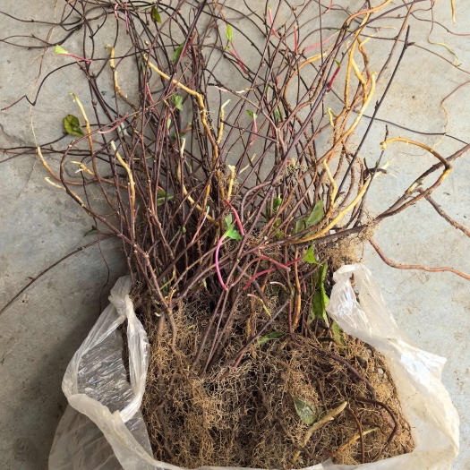 商洛北五味子种苗名贵药材苗五味子树苗藤蔓植物