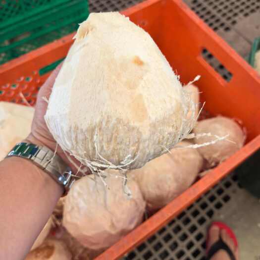 陵水县泰国新鲜香水椰白-泰国直发