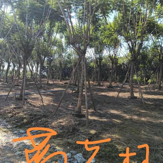 田东县蓝花楹