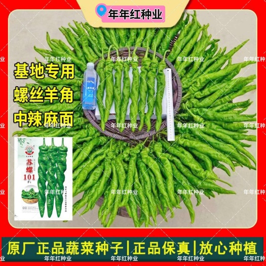 沭阳县苏螺101半螺羊角椒螺丝椒种子耐寒中辣春秋季102全螺麻面辣