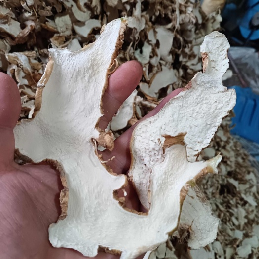 仁寿县黄精白片销售，基地厂家直销。