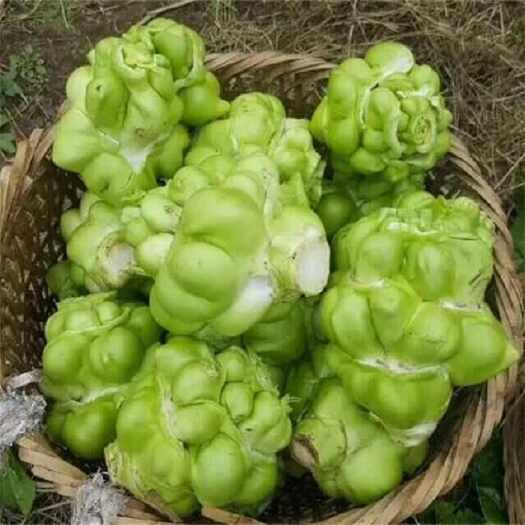 重庆市鲜切榨菜片，量大从优，现货百吨
