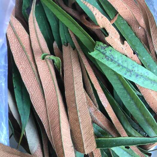 会昌县生长在大山石壁上的化石草，肾精草，富含孢子粉