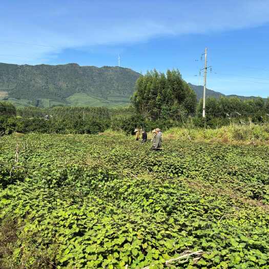 金秀县药材