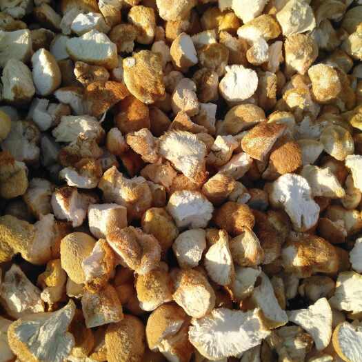 海林市东北猴头菇批发 精品猴头菇块 已去根 干净 长毛  色泽漂亮